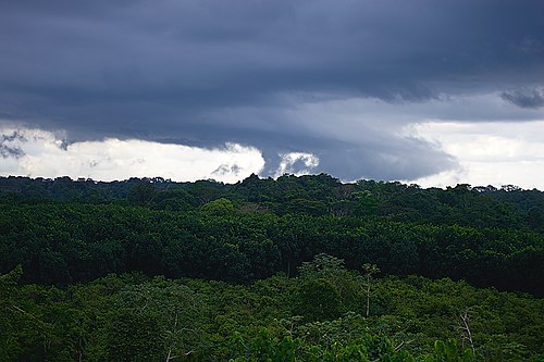 Ankasa Conservation Area
